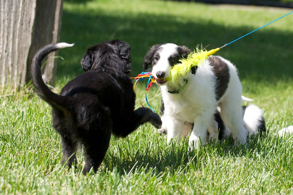 Silken Windhound Puppies: Silken Falkor Breed