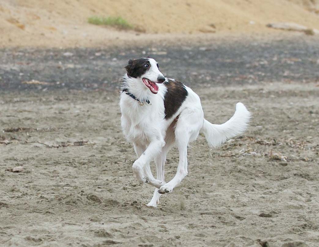 Silken Windhound Dog: Silken Lovely Silken Windhound Dog Breed