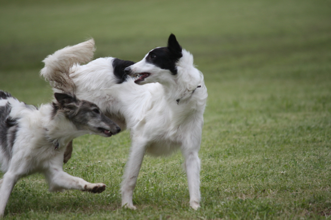 Silken Windhound Dog: Silken Playing Silken Windhound Dogs Breed