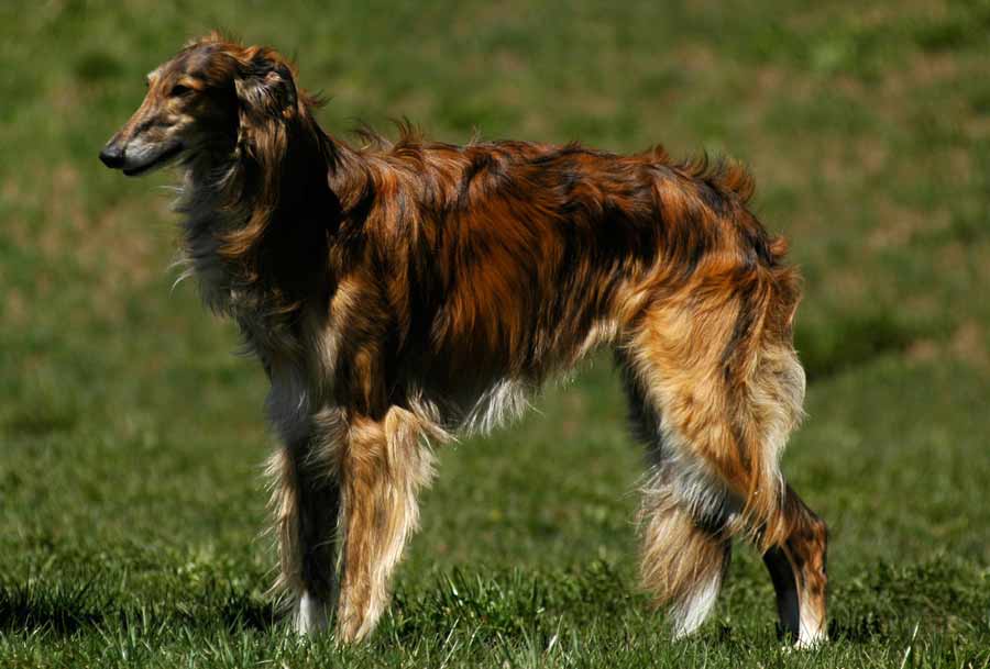 Silken Windhound Dog: Silken Silken Windhound Breed