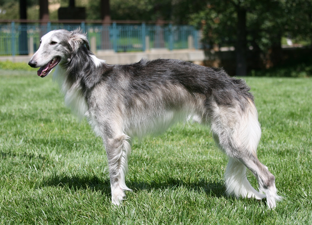 Silken Windhound Dog: Silken Silken Windhound Dog On The Grass Breed