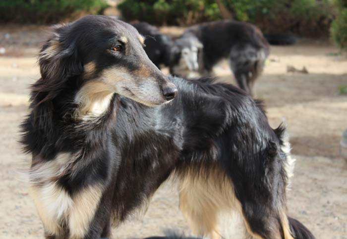 Silken Windhound Puppies: Silken Silkenwindhound Breed