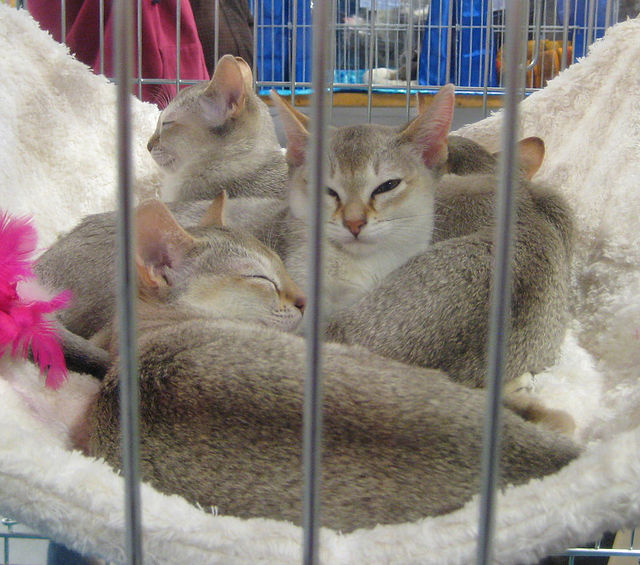 Singapura Cat: Singapura Cele Mai Mici Rase De Pisici Din Lume Putin Cunoscute Publicului Larg Breed