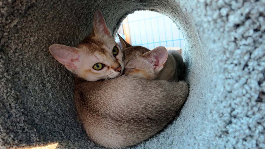 Singapura Kitten: Singapura Daytriptovancouvercanadatopickupsingapurakittens Breed