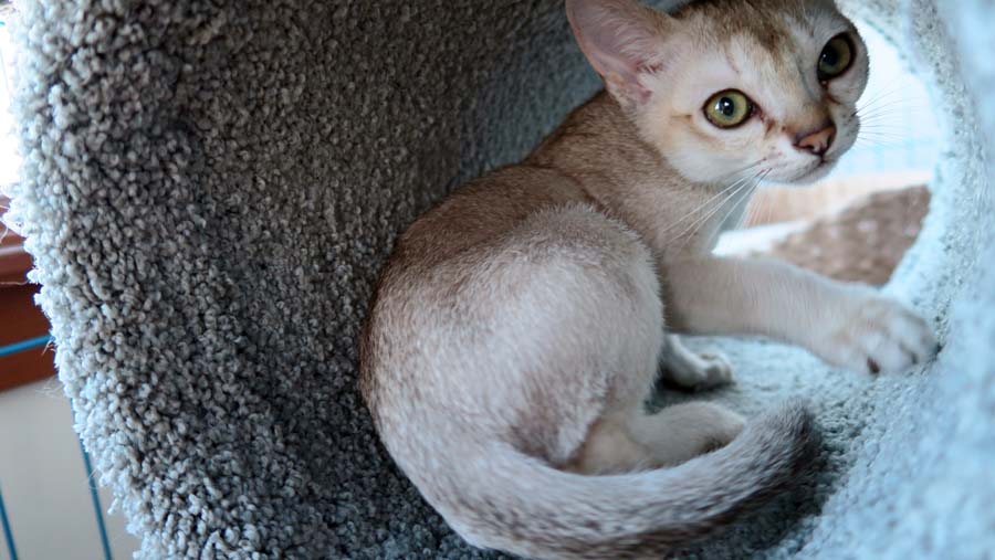 Singapura Kitten: Singapura Index Breed