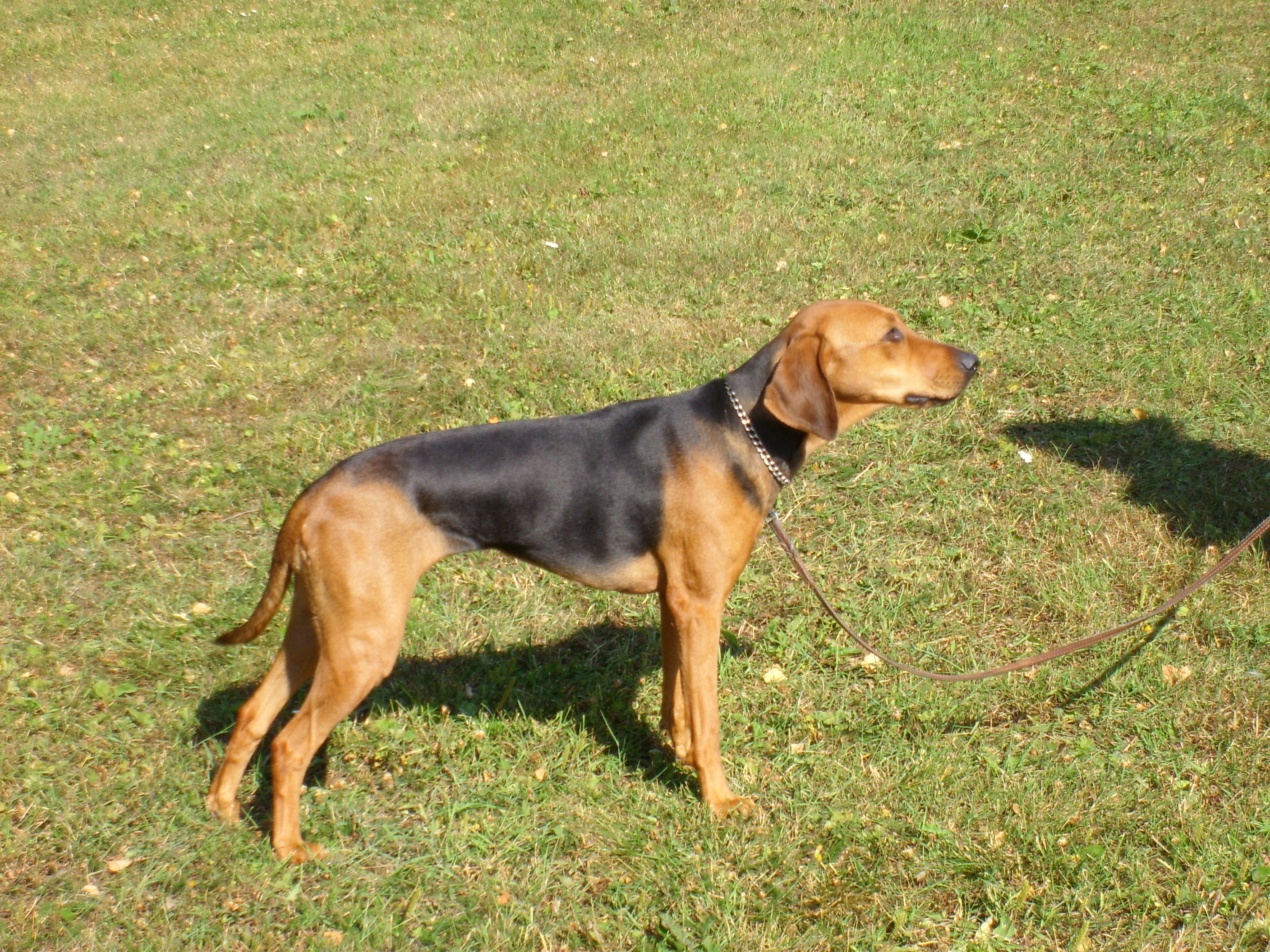Sinhala Hound Dog: Sinhala Schillerstcbvare Dog On The Field Breed