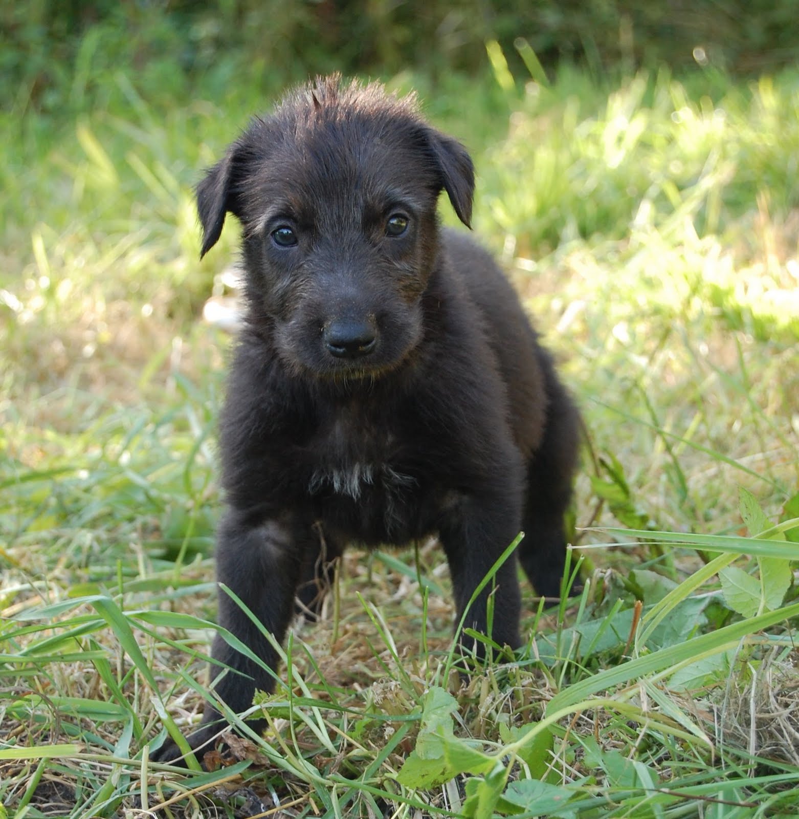 Sinhala Hound Puppies: Sinhala Scottish Deerhound Puppy Breed