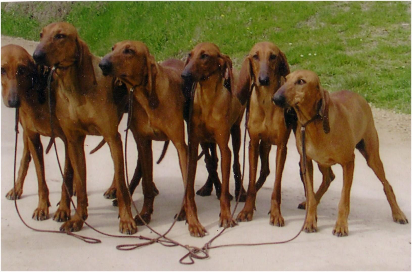 Sinhala Hound Puppies: Sinhala Segugio Italiano Dogs Breed