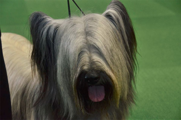 Skye Terrier Dog: Skye S From Westminster Dog Show Day Two Breed