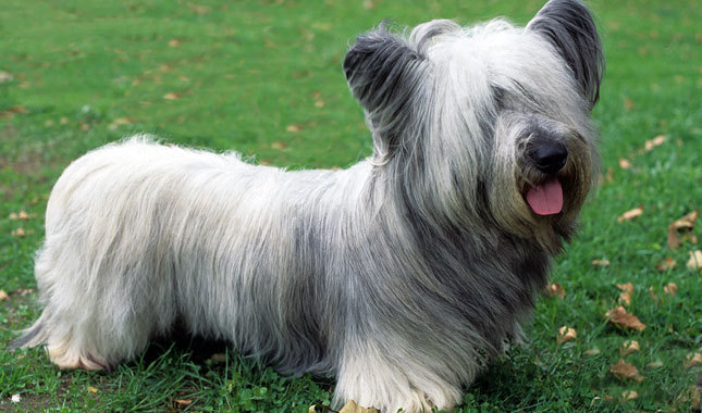 Skye Terrier Dog: Skye Skye Terrier Breed
