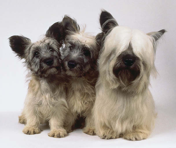 Skye Terrier Puppies: Skye Skye Terrier Puppy Pictures Breed