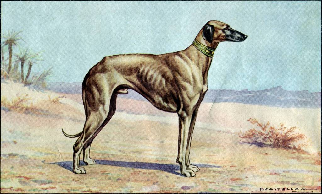 Sloughi Dog: Sloughi Archive Breed