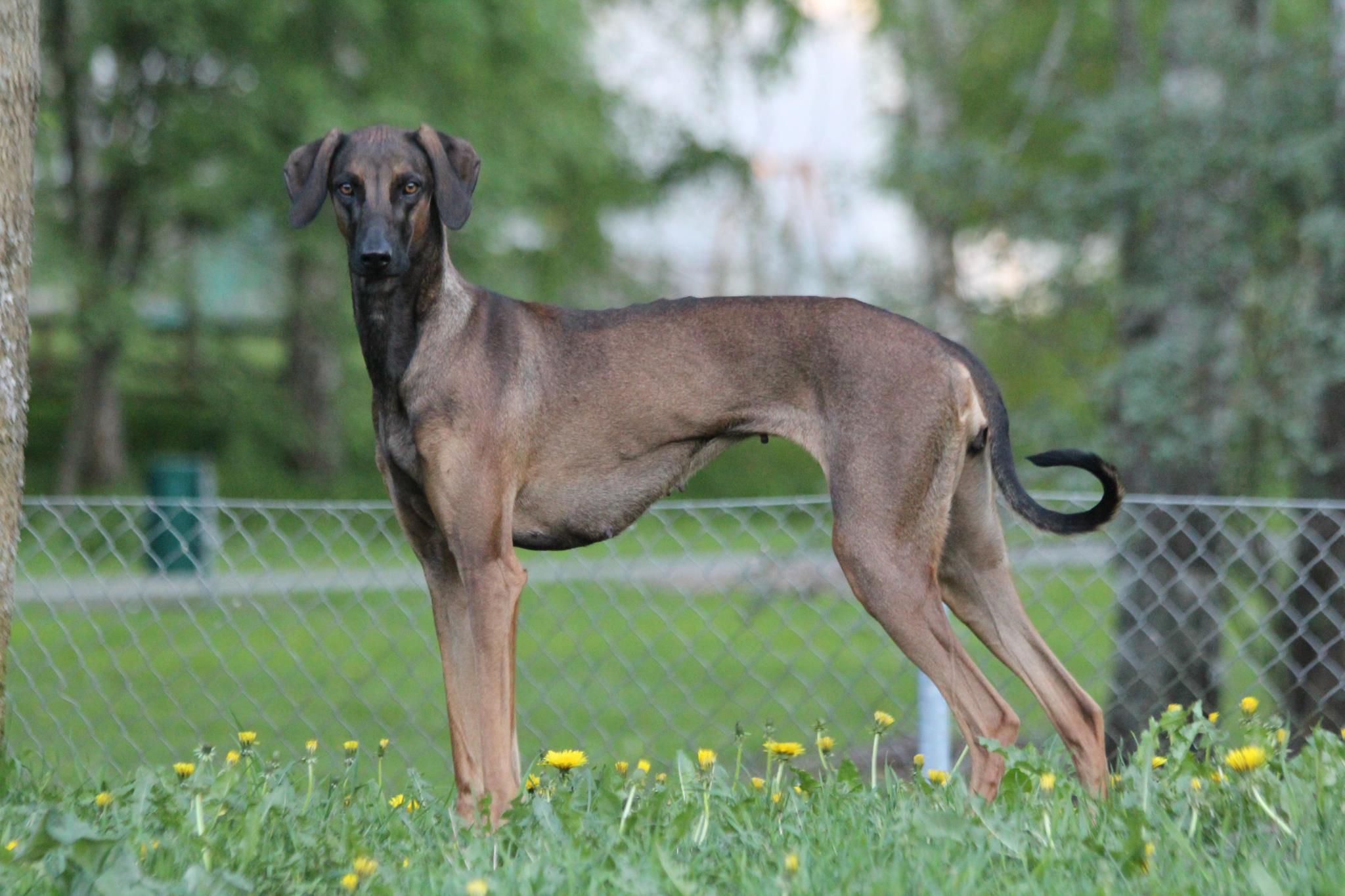 Sloughi Dog: Sloughi Sloughi North African Dog Breeds Arabian Greyhound