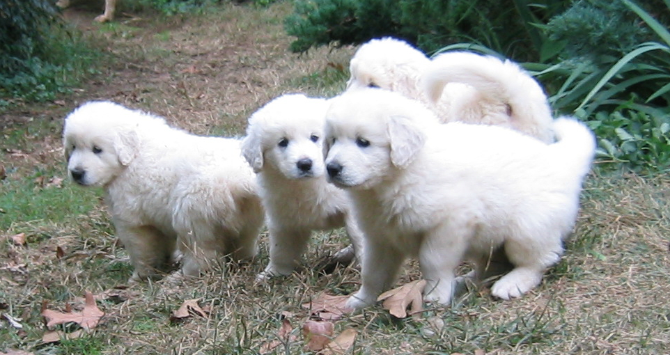 Slovak Cuvac Puppies: Slovak Akbash Turkey Puppy Peoples Who Like To Keep This Animal As Pet Breed