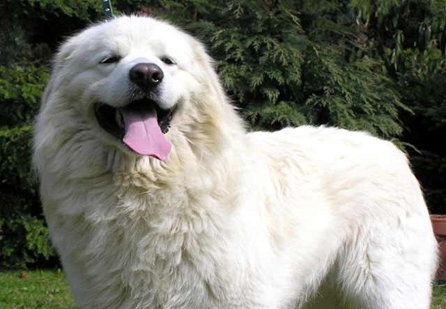 Slovak Cuvac Dog: Slovak Dogs And Their Cuteness Breed