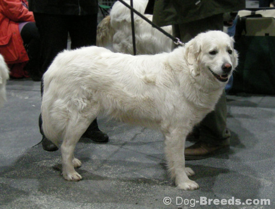 Slovak Cuvac Dog: Slovak Slovak Cuvac Breed