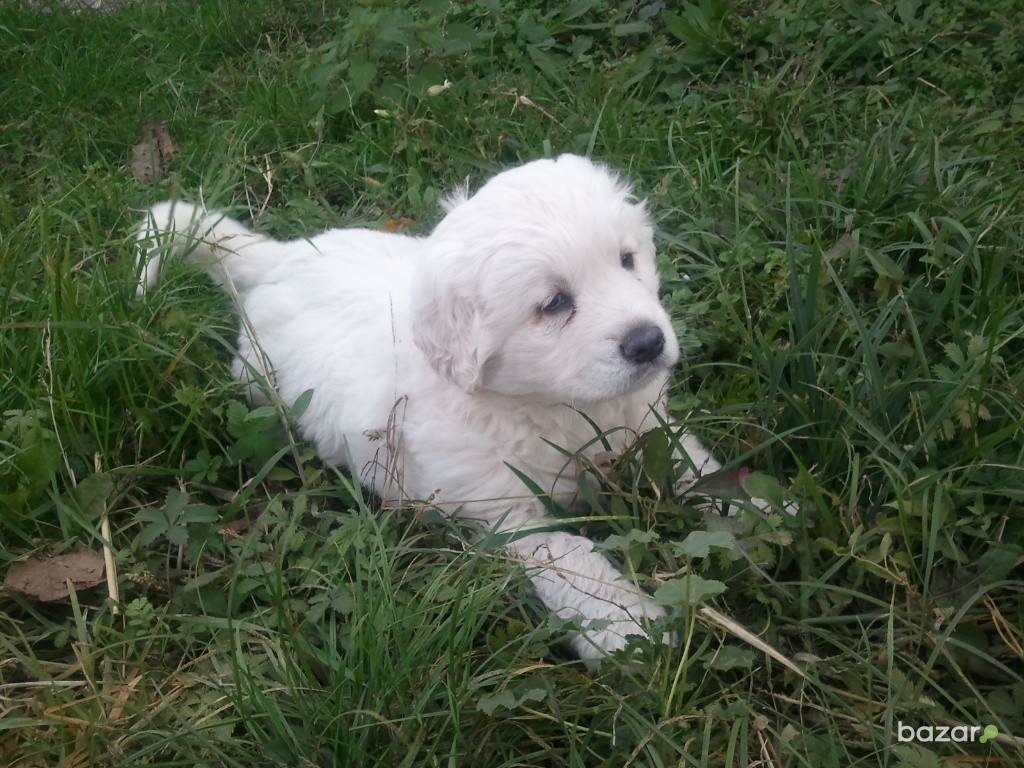 Slovak Cuvac Dog: Slovak Slovak Cuvac Puppy On The Grass Breed