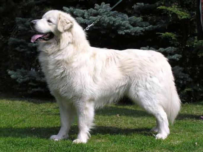 Slovak Cuvac Dog: Slovak Slovak Tchouvatch Breed