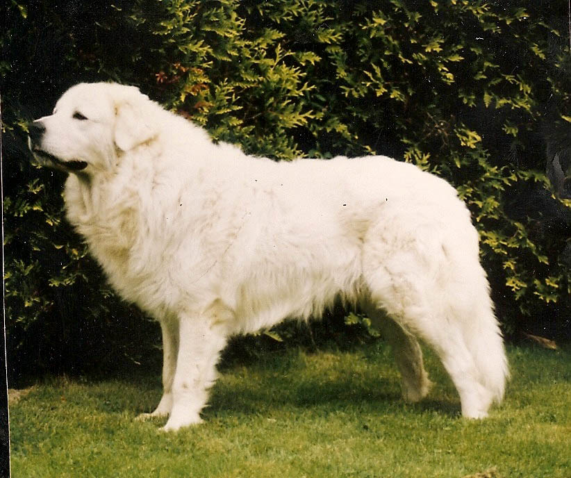 Slovak Cuvac Dog: Slovak The Legend Of Korra Naga Breed