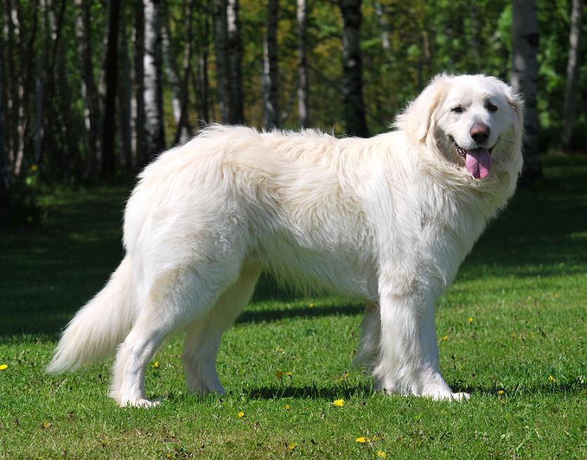 Slovak Cuvac Dog: Slovak Top Ten Rare Dog Breeds