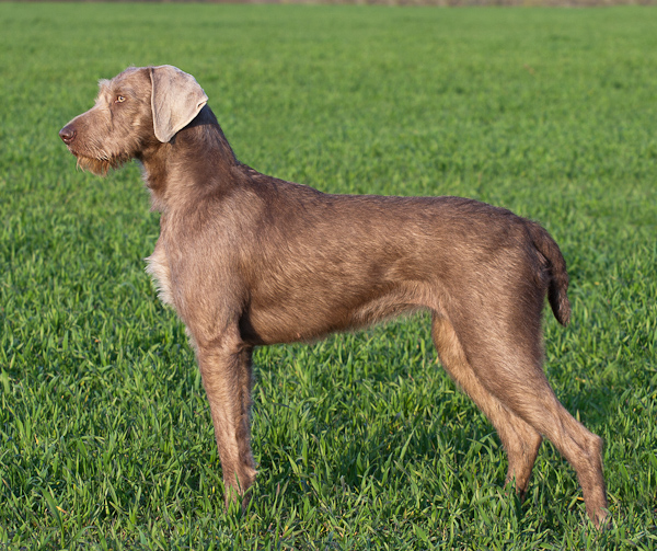 Slovakian Rough-haired Pointer Puppies: Slovakian Breed Of Week Slovakian Rough Haired