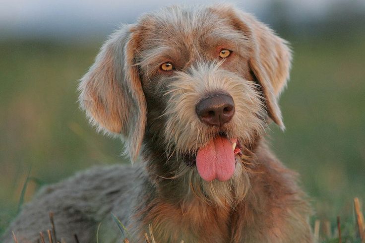 Slovakian Rough-haired Pointer Puppies: Slovakian Breed