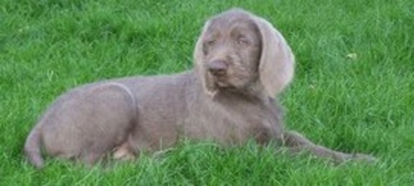 Slovakian Rough-haired Pointer Puppies: Slovakian Cd Breed
