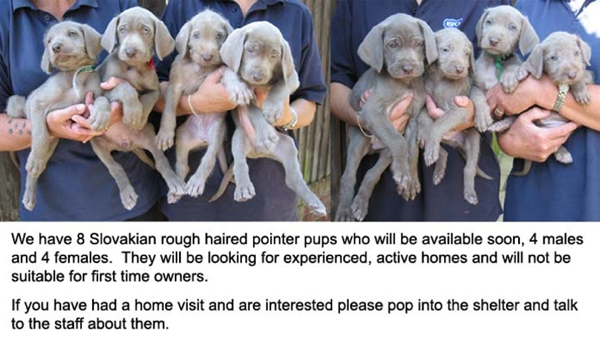 Slovakian Rough-haired Pointer Puppies: Slovakian Litter Of Slovak Pups At Rspca Brighton Breed