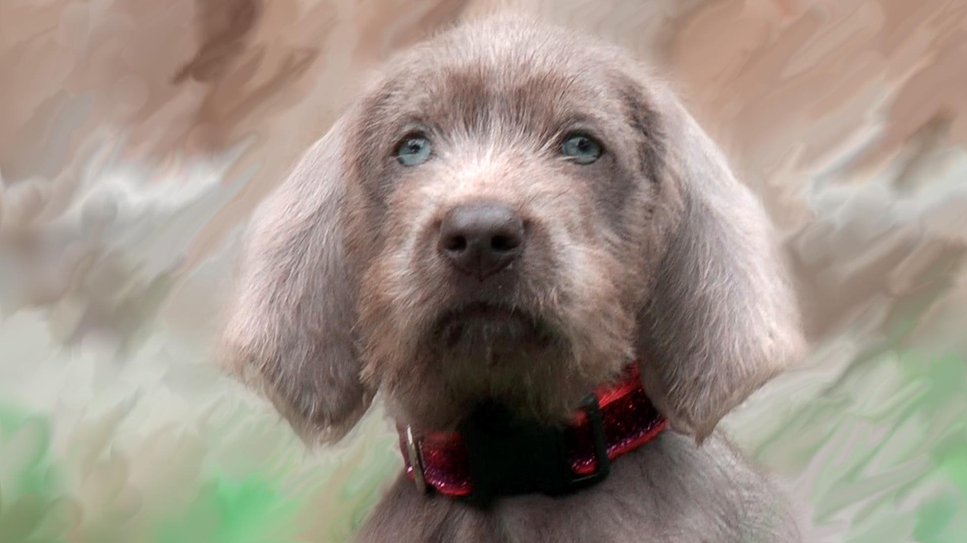 Slovakian Rough-haired Pointer Puppies: Slovakian Pixgoodcomcscottish Deerhound Puppieshtml Breed