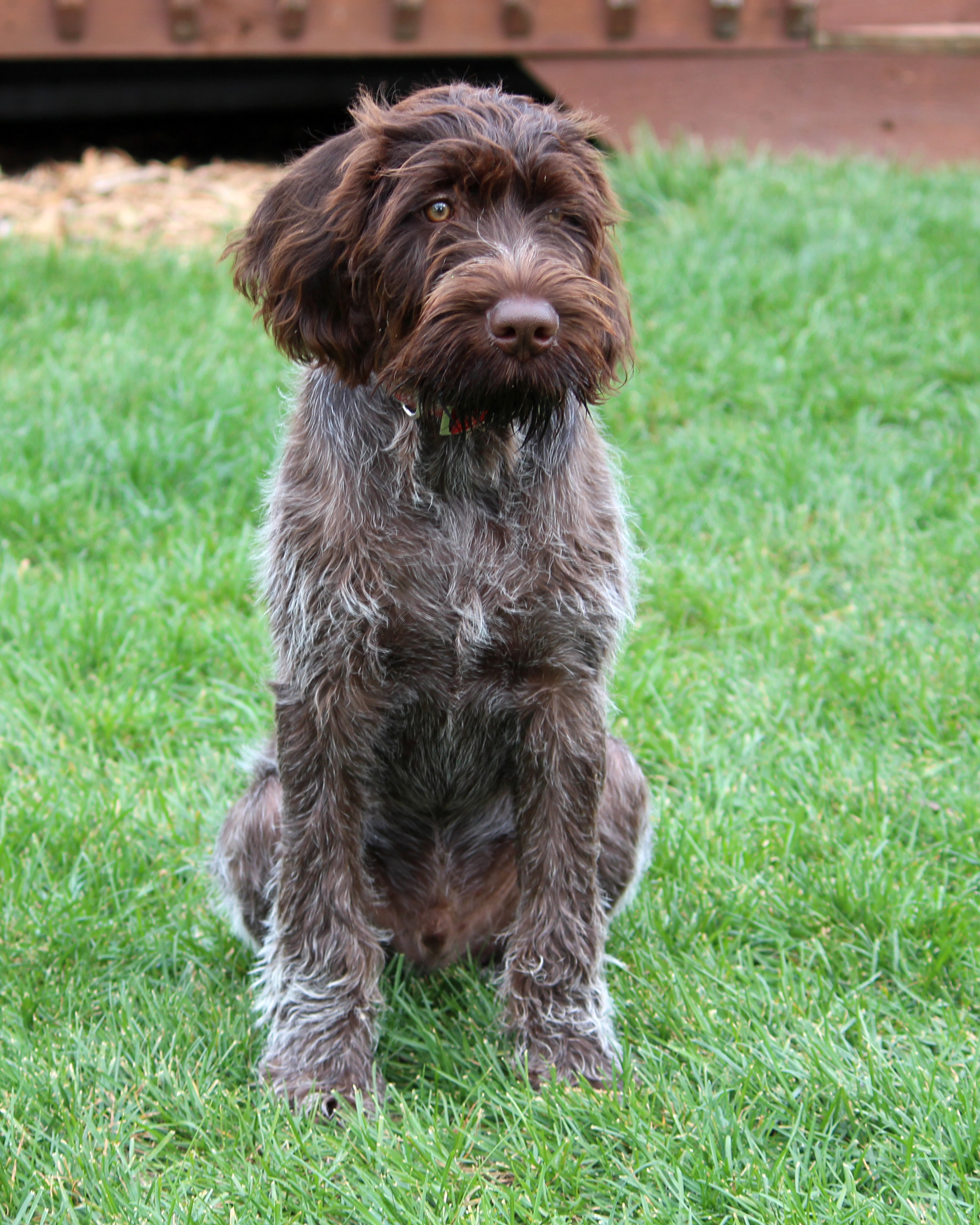 Slovakian Rough-haired Pointer Puppies: Slovakian Sitting German Wirehaired Pointer Dog Breed