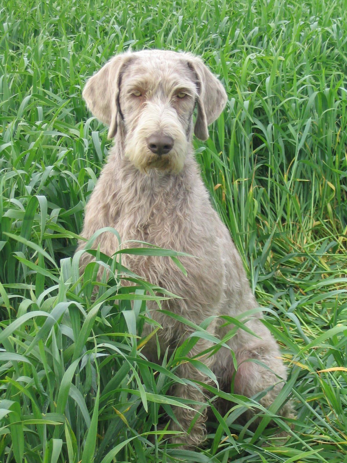 Slovakian Rough-haired Pointer Puppies: Slovakian Slovakian Rough Haired Pointer Breed
