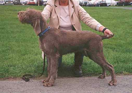 Slovakian Rough-haired Pointer Dog: Slovakian Srps Breed