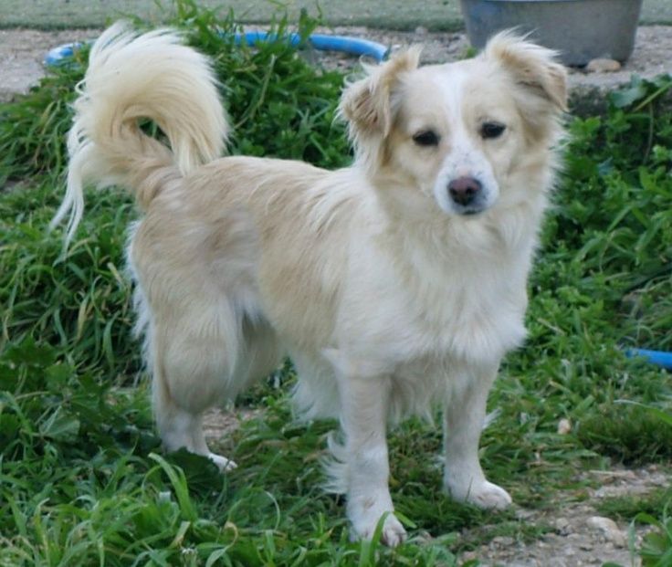 Small Greek Domestic Dog: Small Breed