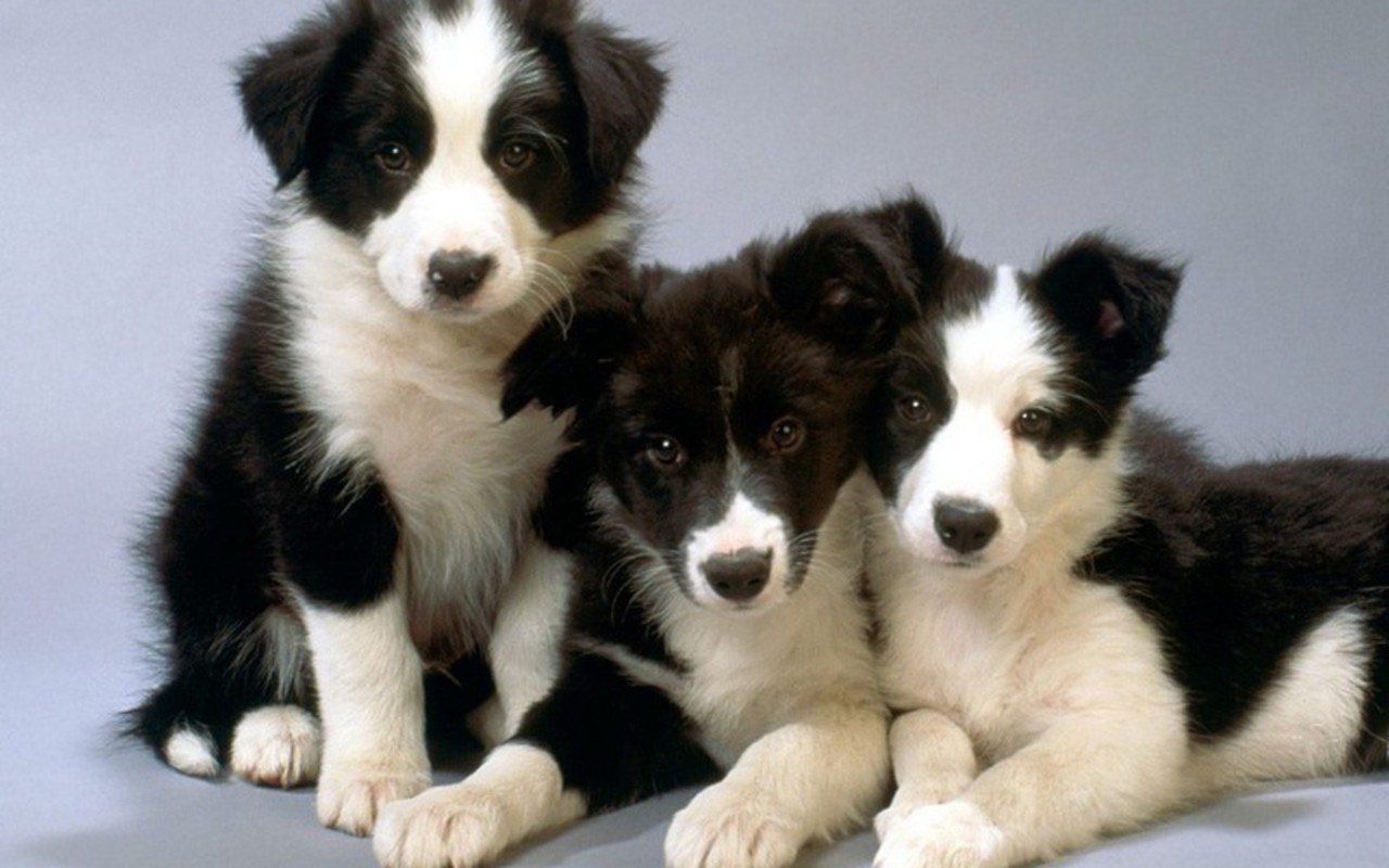 Small Greek Domestic Puppies: Small Cute Puppies Breed