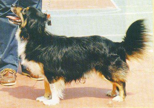 Small Greek Domestic Dog: Small Dogsix Breed