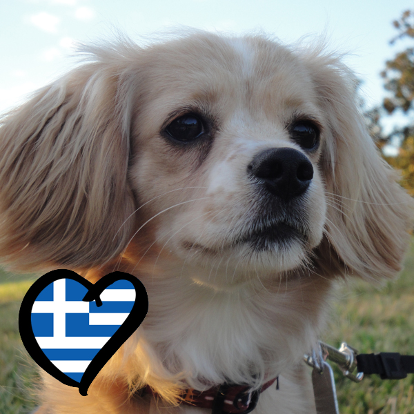 Small Greek Domestic Dog: Small Eurovision In Dog Breeds