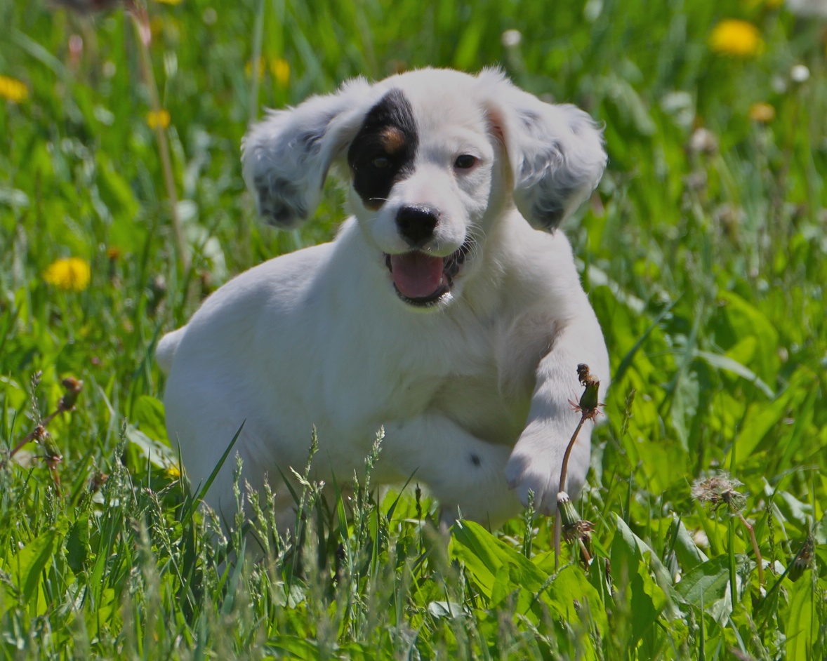 Small Greek Domestic Puppies: Small Small English Setter Dog Breed