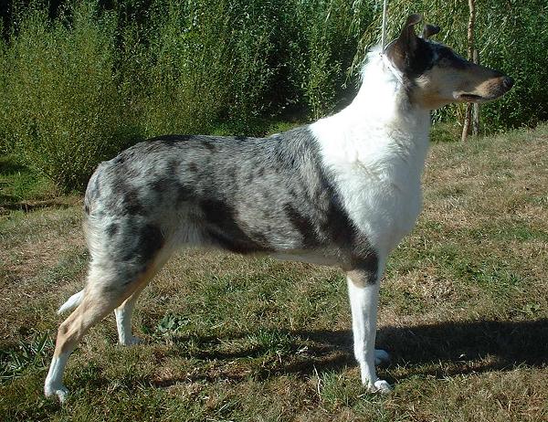Small Greek Domestic Puppies: Small Smooth Collie Dog Breed