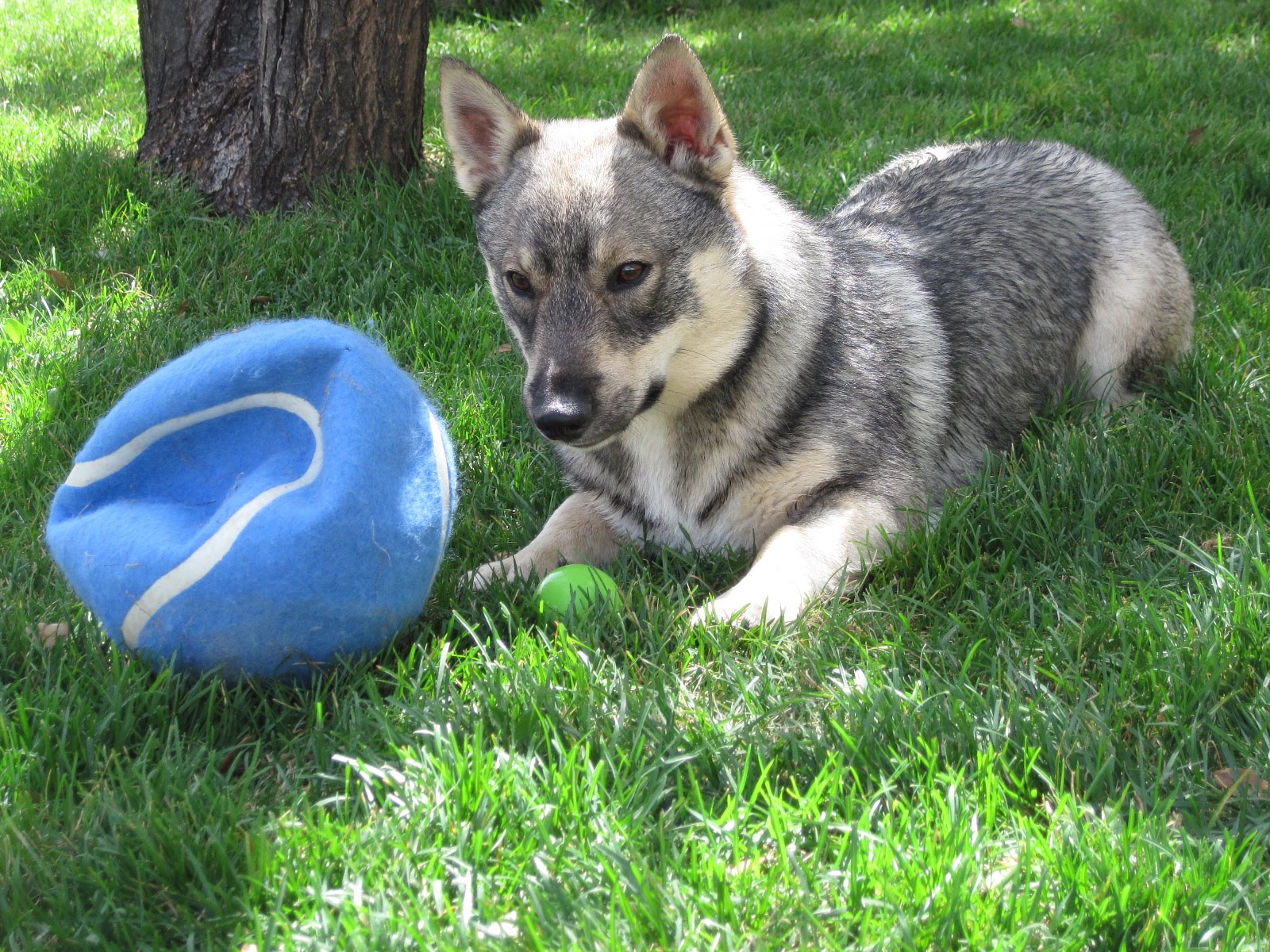 Small Greek Domestic Puppies: Small Swedish Vallhund With A Ball Breed