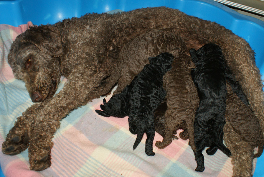 Small Greek Domestic Puppies: Small Sweetdreamsfuelsugarwiki Breed