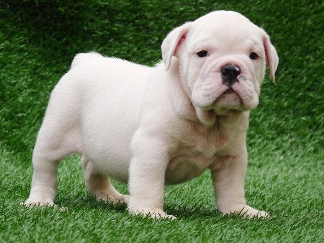 Schillerstövare Puppies: Small White English Bulldog Puppy Breed