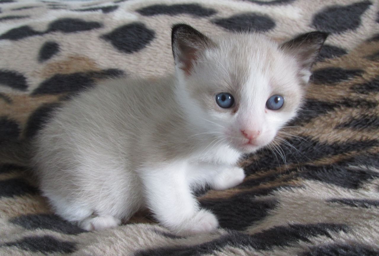 Snowshoe Kitten: Snowshoe Snowshoe Kittens Gccf Registered Chesterfield Breed