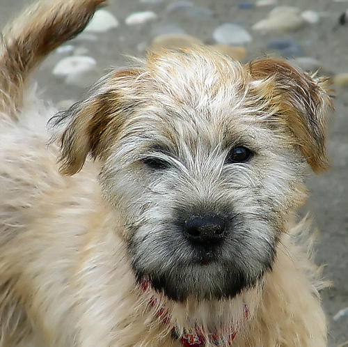 Soft-Coated Wheaten Terrier Dog: Soft Coated Ask The Dog Guide Soft Coated Wheaton Terrier Questions Breed