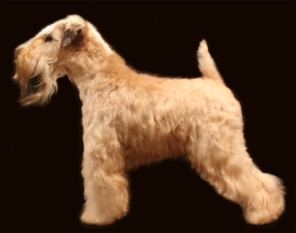 Soft-Coated Wheaten Terrier Dog: Soft Coated Httpccwwwnutrecarecoukcscdog Breedscsoft Coated Wheaten Terrierjpg