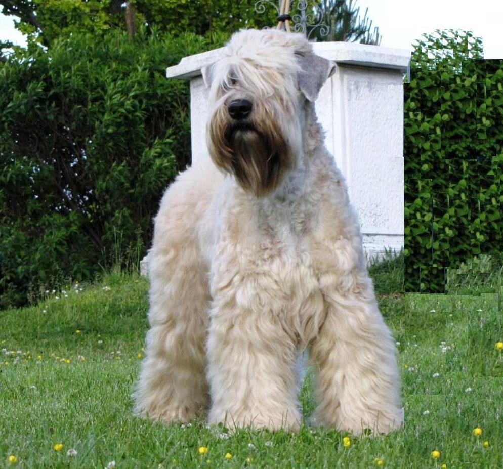 Soft-Coated Wheaten Terrier Dog: Soft Coated Irish Soft Coated Wheaten Terrier Breed
