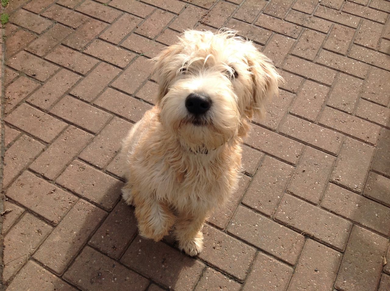 Soft-Coated Wheaten Terrier Puppies: Soft Coated Soft Coated Irish Wheaten Terrier Puppies Whitchurch Breed