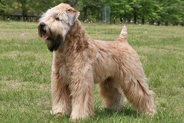 Soft-Coated Wheaten Terrier Puppies: Soft Coated Soft Coated Wheaten Terrier Breed