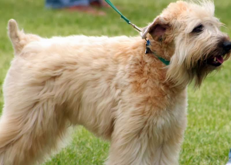 Soft-Coated Wheaten Terrier Dog: Soft Coated Soft Coated Wheaten Terrier Dogs Soft Breed