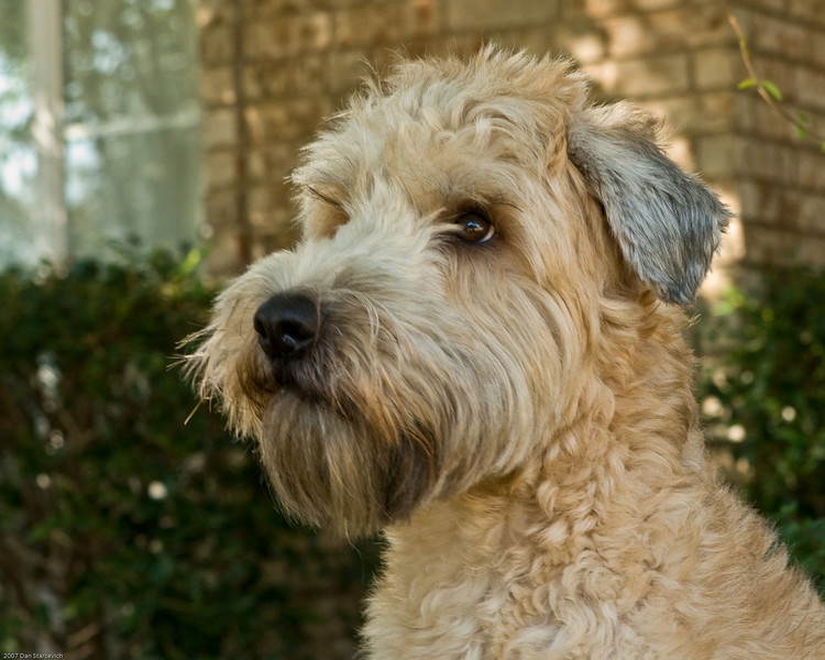 Soft-Coated Wheaten Terrier Puppies: Soft Coated Soft Coated Wheaten Terrier Puppies Breed