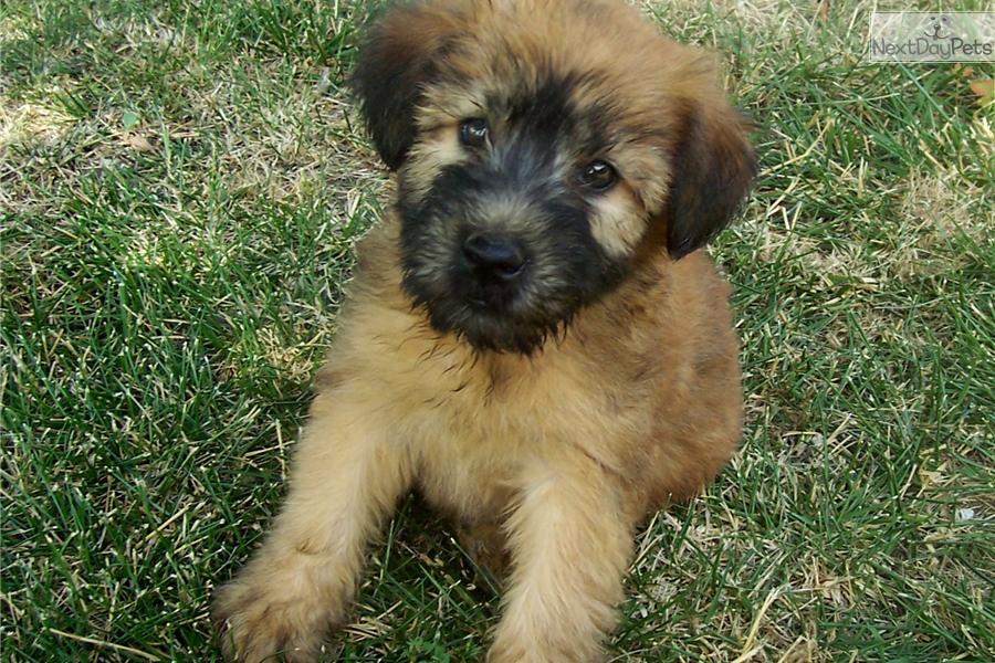 Soft-Coated Wheaten Terrier Puppies: Soft Coated Soft Coated Wheaten Terrier Puppies Top Dog Directory Breed